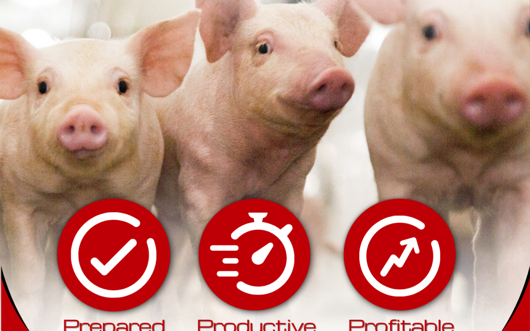 The Three P’s of Piglet Nutrition: Prepared, Productive and Profitable